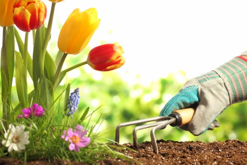 Benefits of professional tree services for property