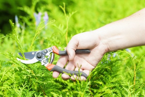 Choosing the right hedge trimming service